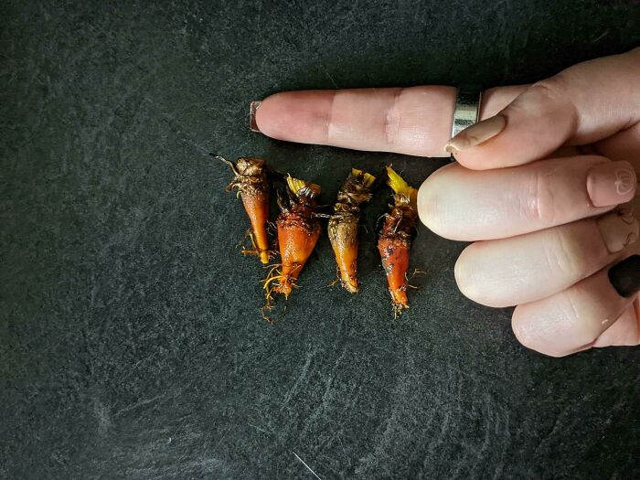 My Bountiful Beet Harvest