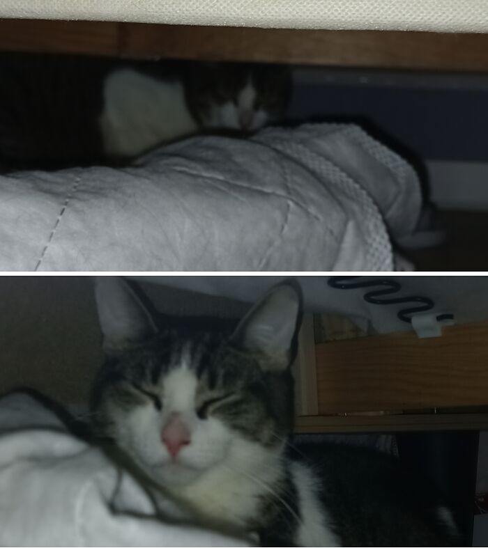 Work In Progress: Living Under The Couch, Day 1 vs. Day 3, We're On Day 4 And Hope Things Will Keep Progressing. He's A Good Boy