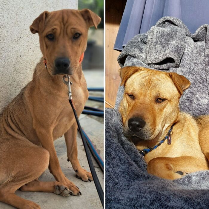 Left Side: Lucy 5 Months Ago. Right Side: Lucy Living Her Best Life