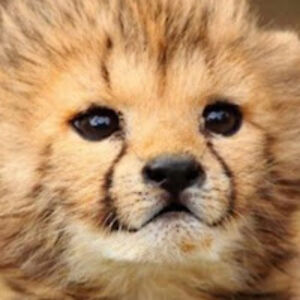 thecheetahgirl avatar