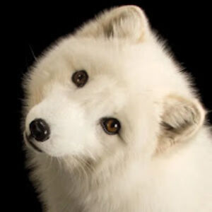 amanikuzyk-hussain avatar