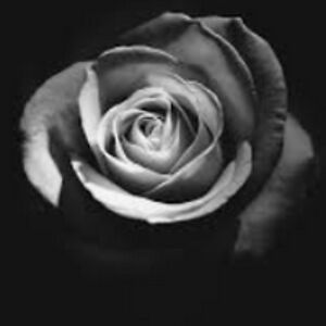 patriciahoagland avatar