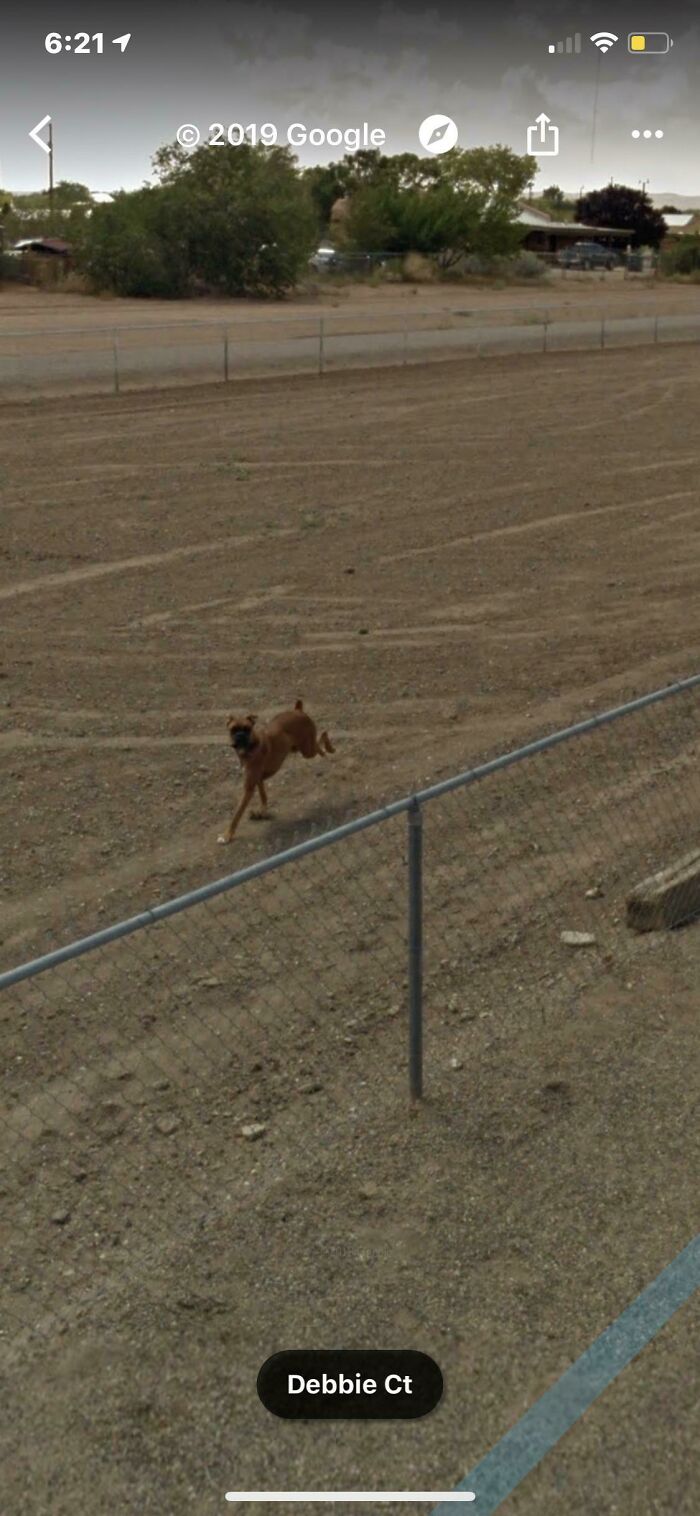 Mi perra murió hace unos años pero cuando miro en Google Maps sigue ahí persiguiendo al coche de StreetView