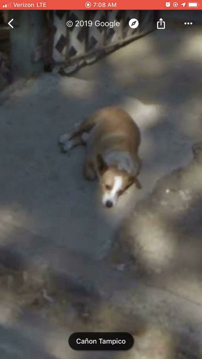 Pillé a mi perro descansando en la entrada principal de mi casa en Google Maps, hace más de 1 año que murió