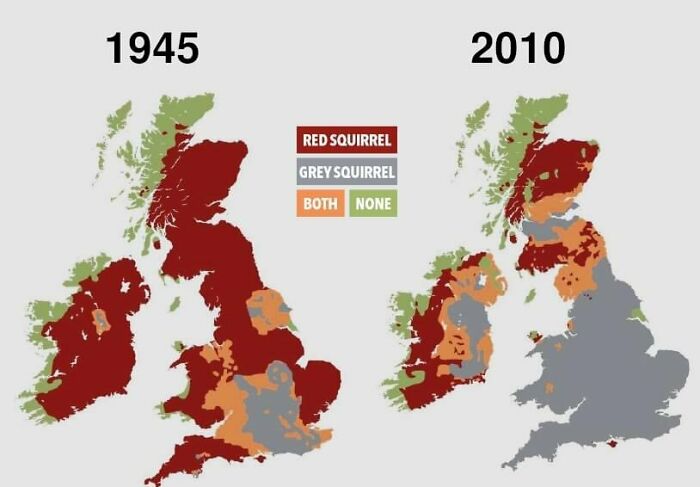 Distribution Of Grey And Red Squirrels In The UK