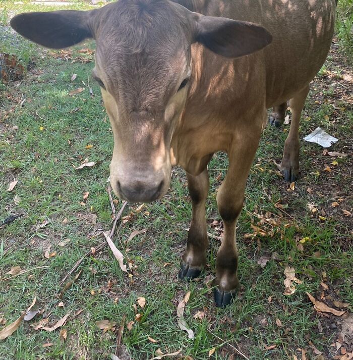 This Super Sweet Moo Got Into Our Garden From Next Door