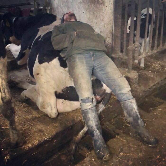 My Sister Caught Her Husband Sleeping On The Job. He’s A Very Hard-Working Dairy Farmer In Wisconsin