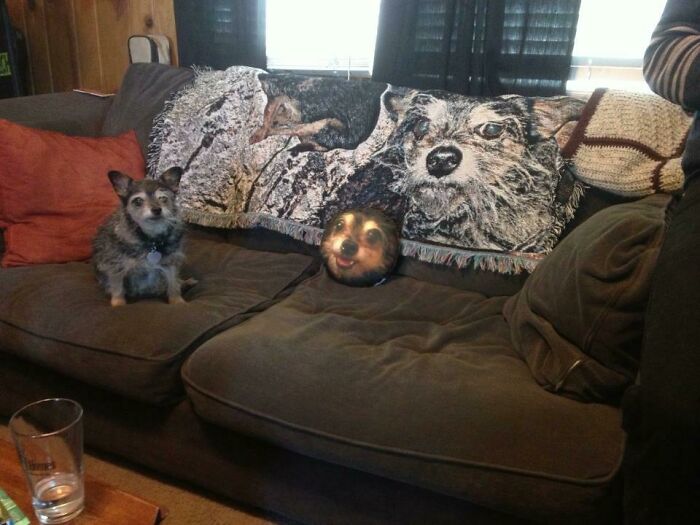 My Friend Collects Home Decor That Resembles His Dog