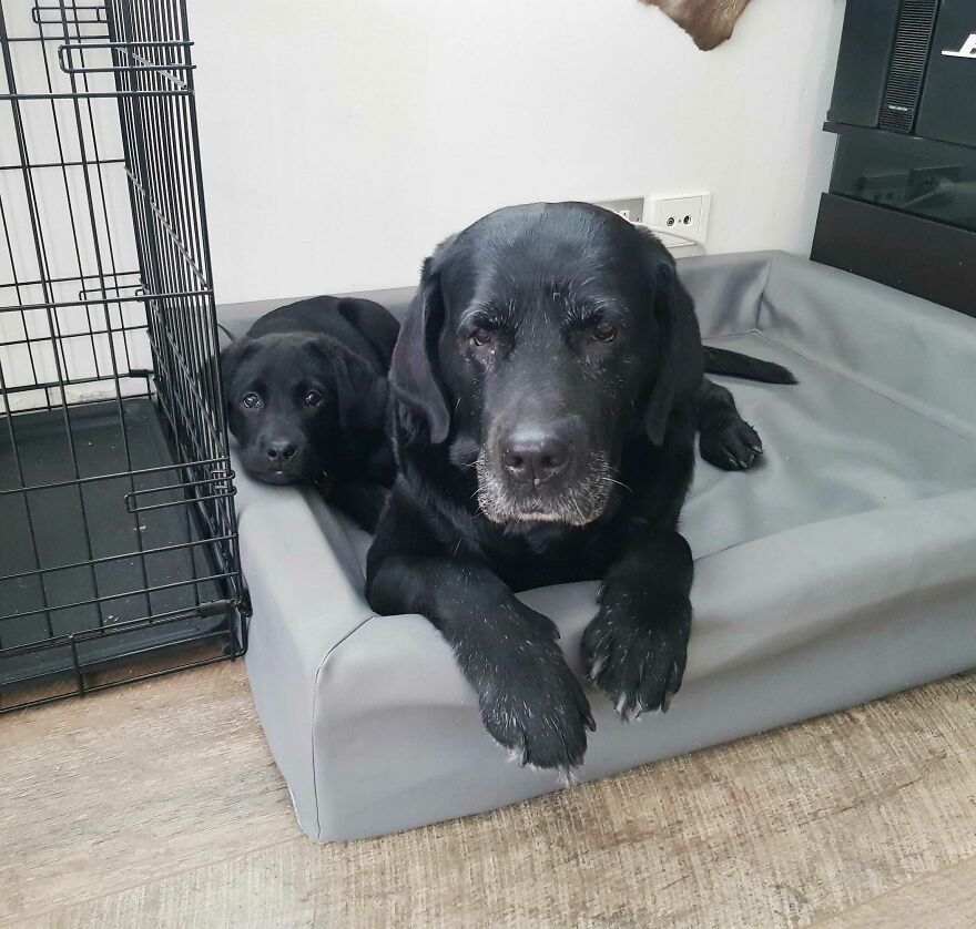 an old black dog lying together with a small black puppy on the dog bed