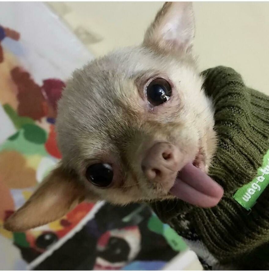dog in a green sweater with his tongue hanging out