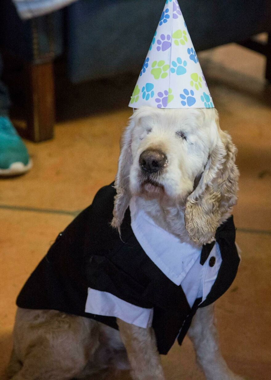 an old dog with closed eyes wearing a costume with a birthday hat