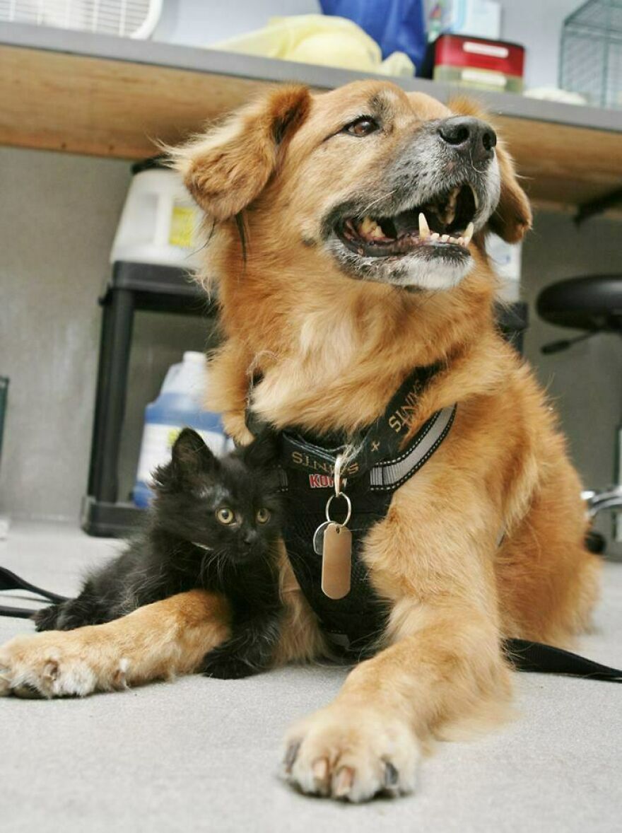 red dog together with a small black kitten
