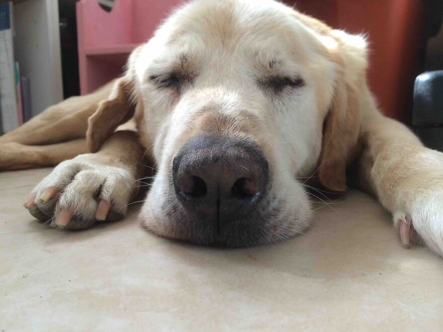 I'm A Rescued Senior Dog