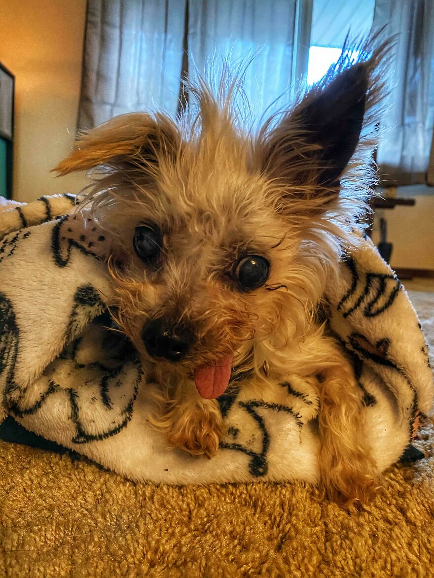 an old dog with his tongue hanging out wrapped in a blanket