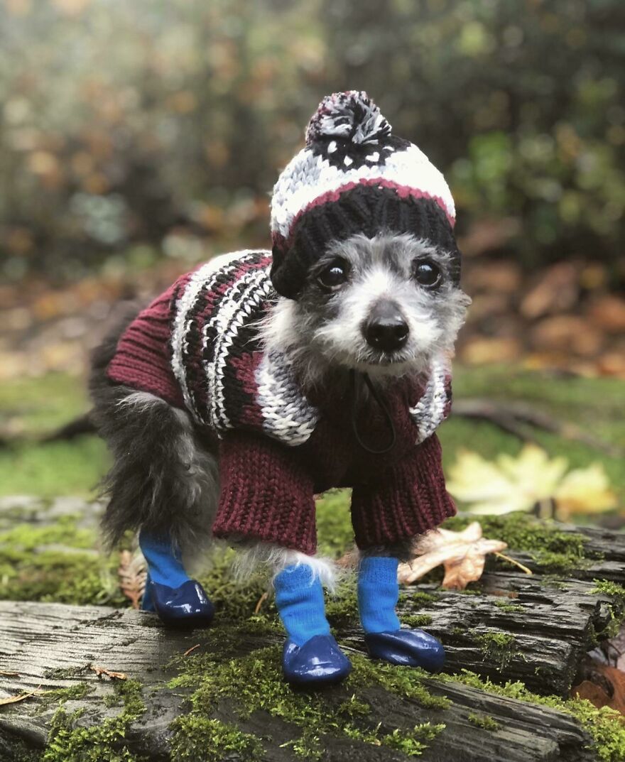 a small dog in a sweater, hat and boots