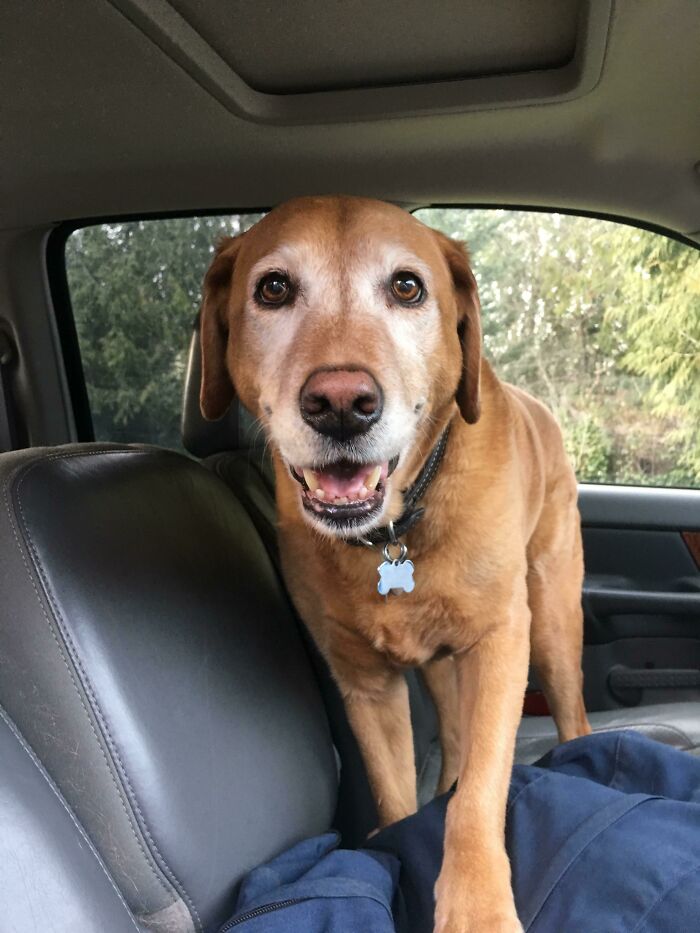 I Want You To Meet Kali. Old Dogs Are As Cute As Puppies