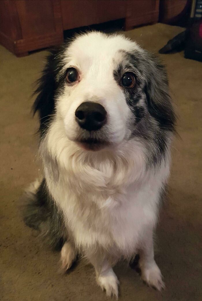13 Year Old Blue Merle Collie Still Giving Those Puppy Dog Eyes