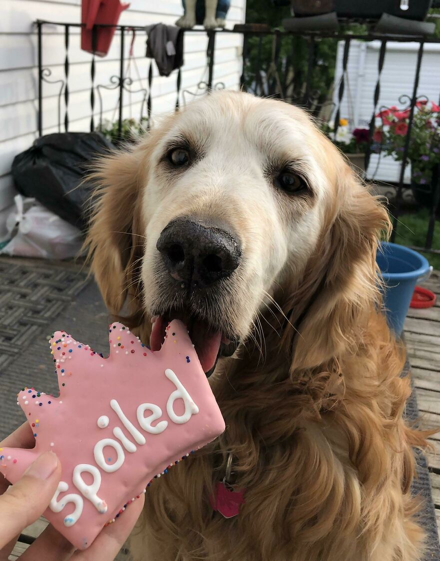 a red dog licking the biscuits in the form of a crown
