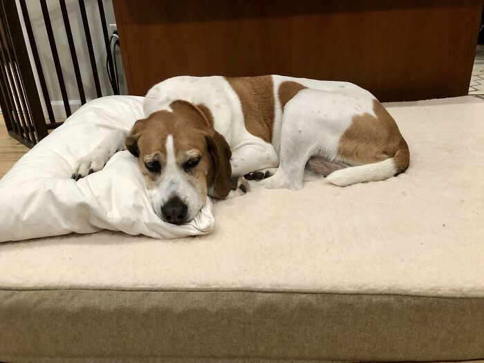 My 12yo Son Used The $50 He Got For Christmas To Buy Our Old Hound A New Bed
