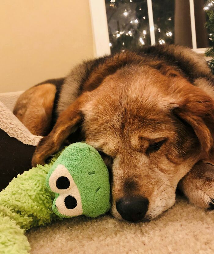 Almost 18 Years Old And Still Sleeping With The Toy Frog She's Had For 14 Years