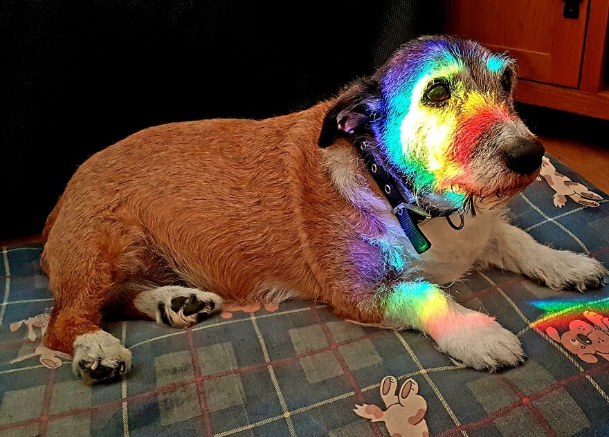an old dog lying on a dog bed with rainbow on his face