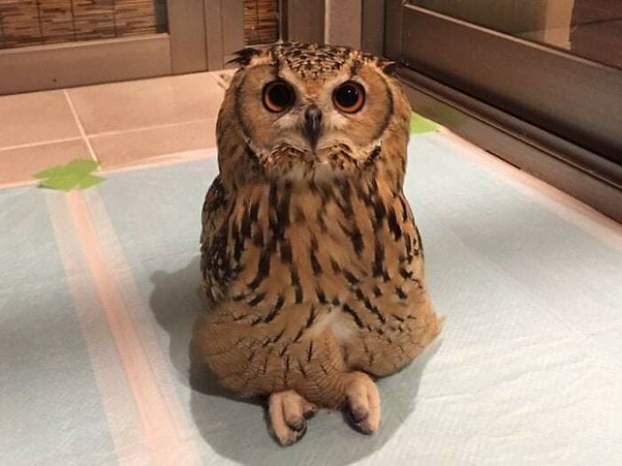 Today I Learned That Owls Can Sit