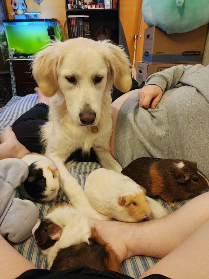 My Dog And Her "Puppies"
