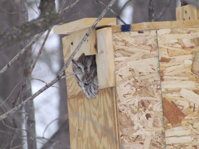 Built An Owl House Last Fall And Look What Showed Up Today
