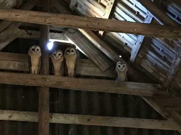 A Friend Of Mine Had This Owl Family Staying In His Barn
