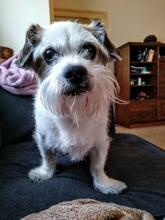 The Most Wholesome Little Old Rescue Dog Around