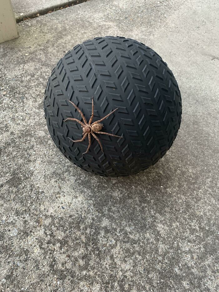About To Start My Home Workout And Saw This Guy Hanging Out On My Deadball (Australia)
