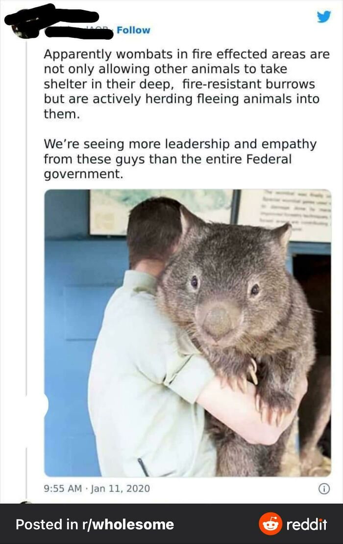 This Absolute Unit Of A Wombat