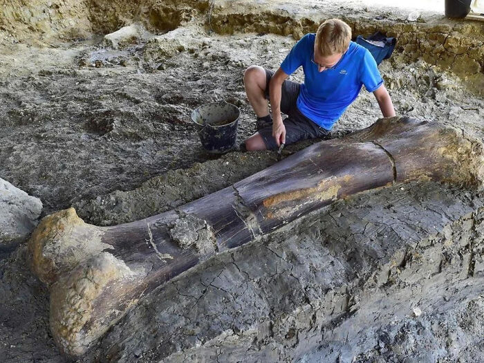 Dinosaur Bone: Scientists Uncover Giant Femur In France