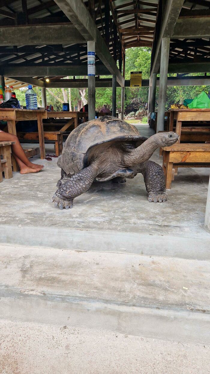 Las tortugas gigantes de las Seychelles vagan por las islas, no tienen depredadores naturales porque bueno...