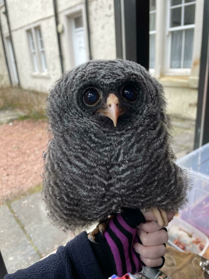 Baby Black-Banded Owl. We Call Her The Humbug