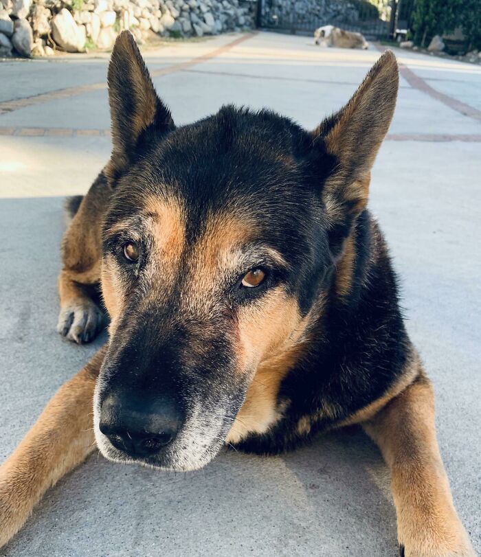 14 Years Young. A Little Older, A Little Wiser But Still A Puppy At Heart, Say Hi To Sevo