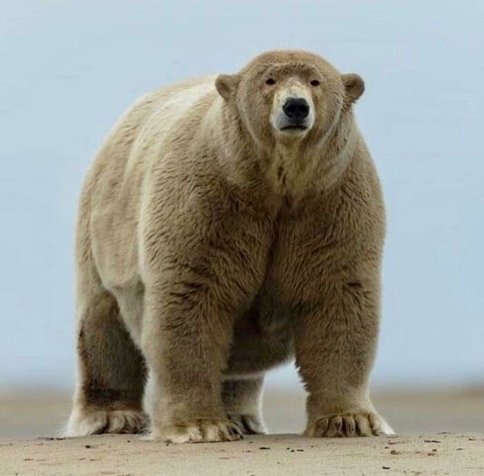 Double-Thicc Chonker Of A Polar Bear