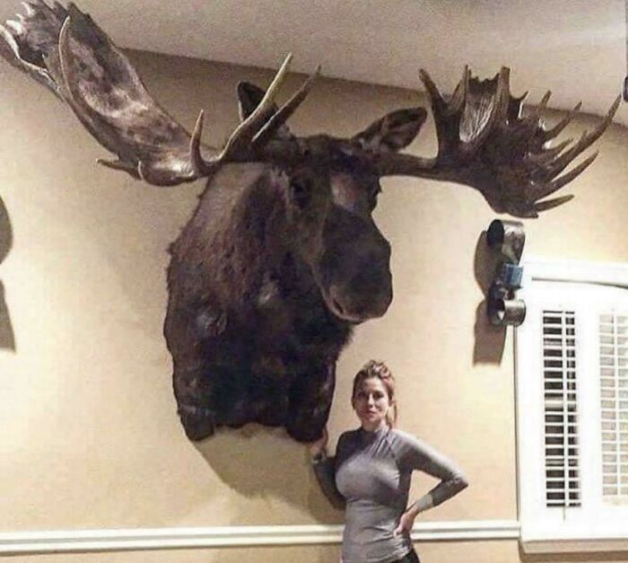 Absolute Unit Of A Moose