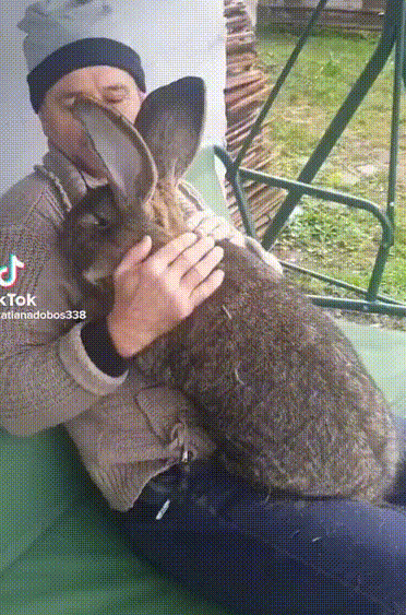 Everyone Needs Love And Affection Even If You're A Giant Rabbit