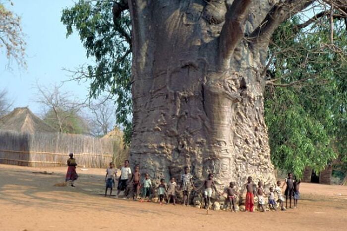 Se dice que este baobab tiene 6.000 años