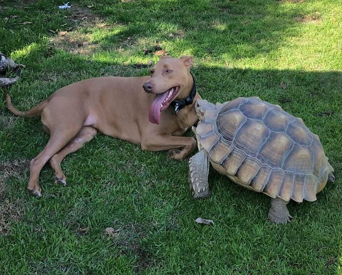 Turtle And Doggo