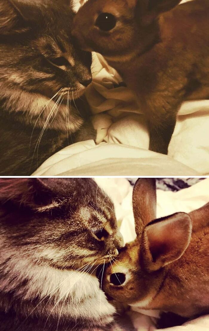 My Cat, Dinah, And Her Bunny, Winchester