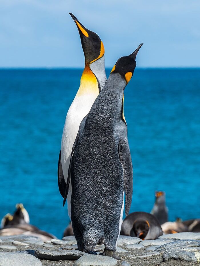 Multiple penguins on a shore 