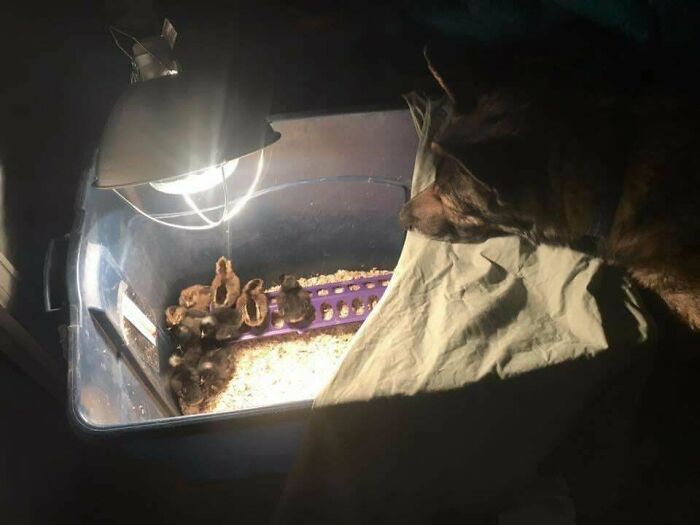 Zeus Loved All Babies