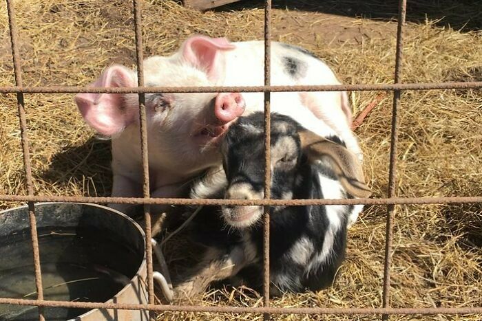 Wilbur (The Pig) And Hazel (The Goat) Grew Up Together. They Love To Cuddle