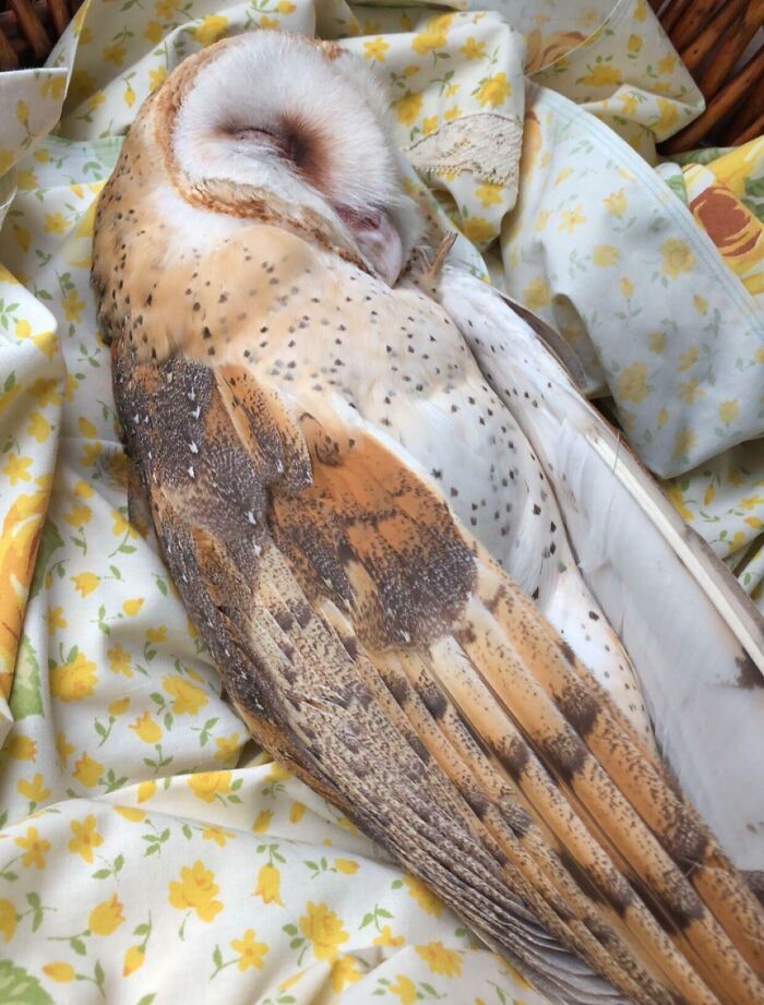 Found An Owl Lying In My Backyard This Morning (Don’t Worry I Took Him To A Wildlife Rescue Center)