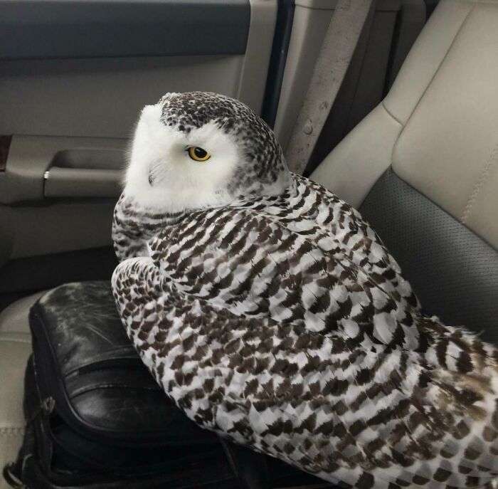 My Dad Found A Snowy Owl On The Side Of The Road. Here It Is Chilling On His Briefcase On The Way To The DNR!