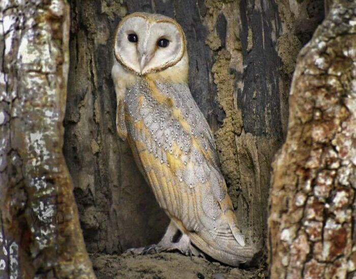 Cute Barn Owl