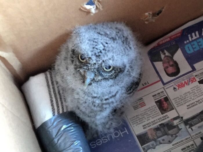 A Little Screech Owl That Was Found Alone In A Park. Not As Cute As Most Pics, But Cute Enough
