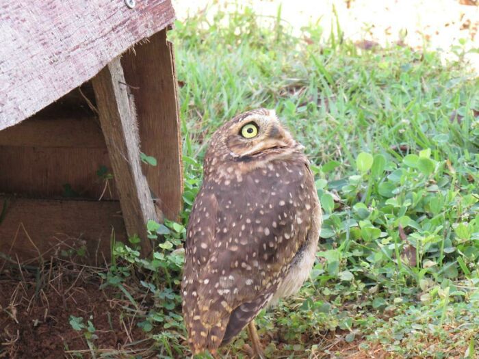 Saw This Cute Burrowing Owl In Campus Today